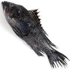 Sea bass 510